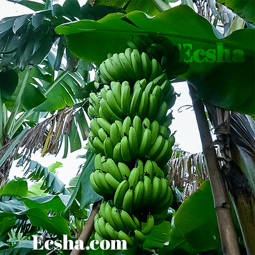 G9 Banana Plant