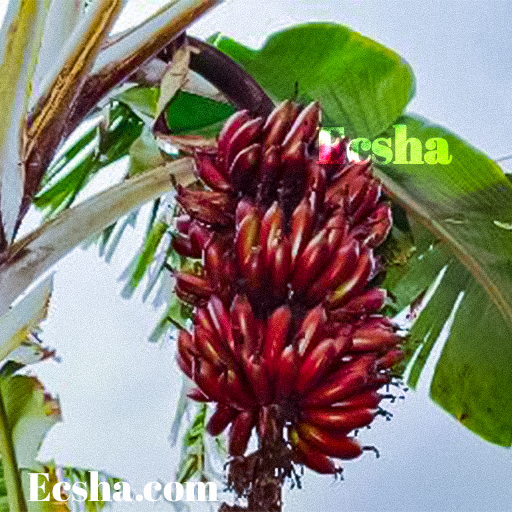 Red Banana Plants